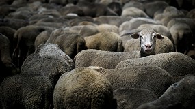 Foto de Australia anuncia que prohibir la exportacin de ovejas vivas por mar a partir de 2028