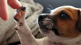 Los beneficios del uso de probiticos, prebiticos y postbiticos para la salud de perros y gatos