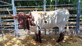 Las razas Berrendas celebran concurso regional y subasta en la Feria de La Carolina
