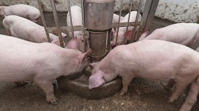 Foto de Aprobada en Espaa la aplicacin de la normativa europea sobre piensos de origen animal