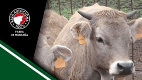 Una novilla de Parda de Montaa alcanza los 3.250 euros en Puebla de Lillo (Len)