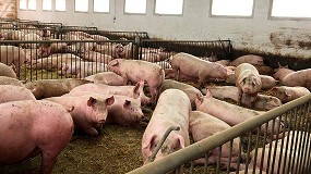 Fotografia de [es] Graves consecuencias para los ganaderos de porcino por la reduccin de su capacidad de produccin
