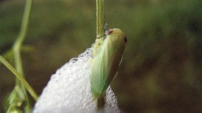 Picture of [es] Xylella fastidiosa se beneficia del cambio climtico
