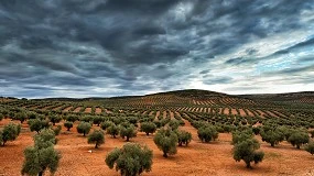 Foto de Agriterra debate sustentabilidade do olival
