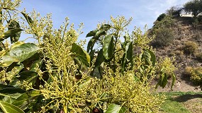 Foto de Caudal colabora con el CSIC y la Universidad de M�laga en el estudio del riego por goteo localizado en aguacate