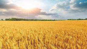 Fotografia de [es] Cooperativas estima una cosecha de cereales de 20 Mt en 2024