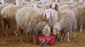 Foto de Aumento de la grasa en leche y menos bajas de ovejas en el parto con Crystalyx