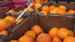 Fotografia de [es] Cae la demanda de ctricos por la llegada de la naranja de Egipto