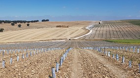 Fotografia de [es] El almendro autorradicado en seto: un nuevo modelo productivo para su cultivo en secano