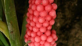 La plaga del caracol manzana aumenta en el Delta del Ebro