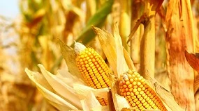 Foto de La producción de bioetanol de maíz impulsa la sostenibilidad y la diversificación económica en zonas rurales