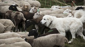Foto de Catalua destina 83.000 euros a proteger cabras y ovejas de los ataques de osos