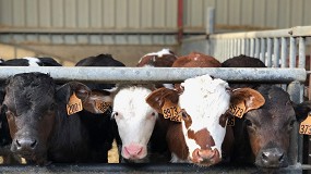 Foto de Eficiencia de las vacunas frente al sndrome respiratorio bovino en granjas de cebo