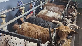 La raza Palmera destaca la importancia del control lechero para la mejora gentica