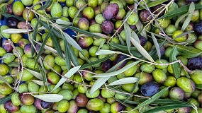 Fotografia de [es] La produccin de aceite de oliva se eleva un 11% ms de lo previsto