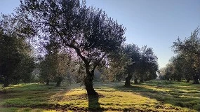 Foto de Descubiertas 173 nuevas variedades de olivo en Espaa