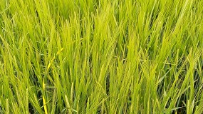 Sipcam Oxon anuncia la adquisicin de los activos de distribucin de Phyteurop