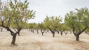 Foto de Los agricultores adaptan el riego de los cultivos de almendro para incrementar su rentabilidad