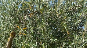 ICL desarrolla una nueva solucin especfica para la nutricin del olivar