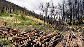 Foto de Es la biomasa forestal la solucin para evitar incendios?