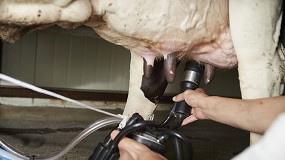 Una investigacin relaciona la cetosis y la mamitis en la lactacin de las vacas
