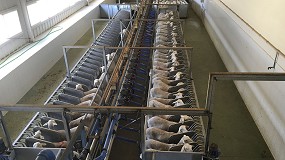 Foto de Mnimo descenso de precios en la leche de oveja con destino a la DO Queso Manchego