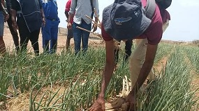 Foto de La agricultura frente al cambio climtico en frica Occidental: los efectos positivos de la agroecologa