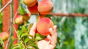 Foto de El riego por goteo y tuber�as autocompensantes de �ltima generaci�n impulsan el rendimiento de los cultivos de melocot�n