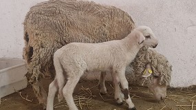 Foto de Investigadores del CSIC obtienen el primer cordero modificado genticamente en Espaa