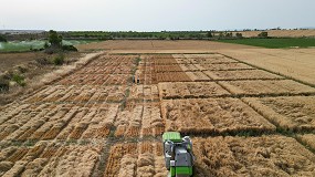 Foto de Agricultura finaliza los ensayos de valor agronmico de cultivos de invierno