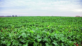 Fotografia de [es] Plagas que afectan a la colza antes de su floracin