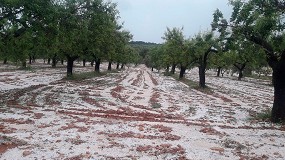 Foto de El granizo provoca entre un 20% y un 90% de daos en Jan