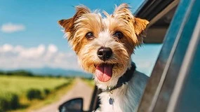 Foto de Expertos en mundo animal comparten consejos esenciales para el cuidado de los perros tras el verano