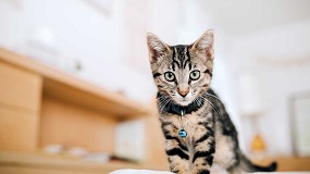 Fotografia de [es] Mil usos de la arena de gatos para mantener un ambiente fresco y sin olores en casa