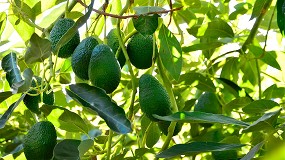 Foto de La gestin del agua y el crecimiento del mercado son los principales retos del aguacate en Espaa