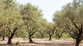 Foto de La Inteligencia Artificial al servicio del olivar para la prediccin temprana de cosecha