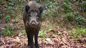 Fotografia de [es] Medidas preventivas desarrolladas en Espaa frente a la peste porcina africana