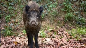 Foto de Medidas preventivas desarrolladas en Espaa frente a la peste porcina africana