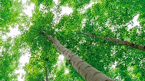 Foto de Bioeconoma en Granada con madera de chopo de proximidad y certificacin PEFC en el sector de la construccin