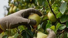 Foto de Campanha da Pera Rocha envolve mais de 15 mil pessoas no Oeste