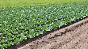 Foto de El proyecto HortiGO2 permite valorar la absorcin de carbono de una actividad