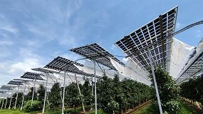 Foto de Agrivoltaica: Hacia un futuro sostenible integrando agricultura y energa solar