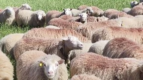 Foto de Confirmados un total de 28 focos de lengua azul en Mallorca y otros 4 en Menorca