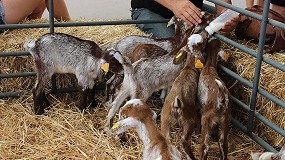 Foto de Prescriptores internacionales visitarn la FIG de Zafra para conocer las razas Merina y Florida