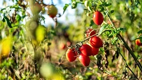 Foto de Tecnologa avanzada para garantizar una correcta uniformidad del riego en el cultivo de tomate