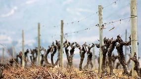 Foto de Catalua anuncia un fondo de 70,8 millones para mitigar la sequa en el Priorat