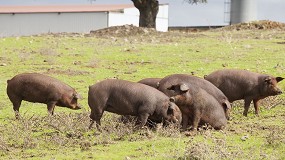 Fotografia de [es] La Feria de Zafra acoge el XXXVIII Concurso Morfolgico Nacional de Cerdo Ibrico