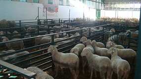 Fotografia de [es] Contina la llegada de ganado selecto a la feria de Zafra