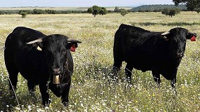 Foto de Nuevo rcord de ventas en la subasta de raza Avilea en un buen ao para el sector