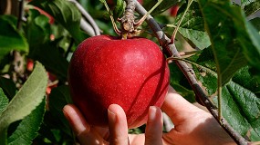 Foto de El IRTA presentar en Fruit Attraction la nueva variedad temprana de manzana STELLAR